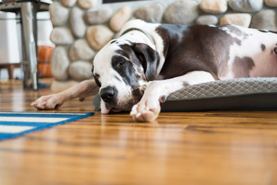 Buying Tips for Dog Cooling Beds