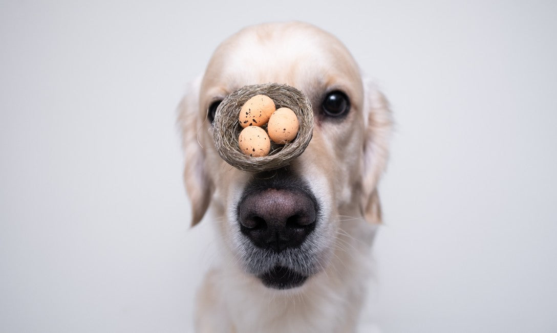 Can Dogs Eat Eggs?