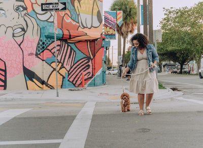 How To Walk Your Dog Safely and Politely In The City