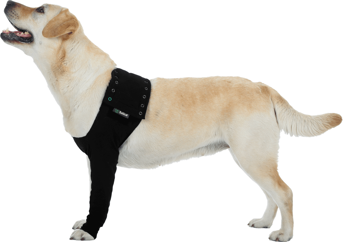 Leg protectors for outlet dogs