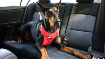 Sleepypod Clickit Sport Crash-Tested Dog Car Harness