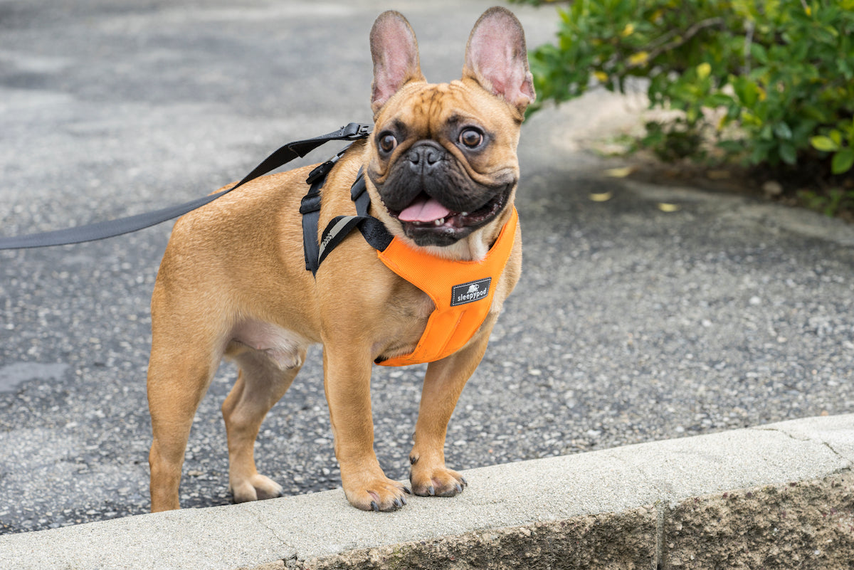 Sleepypod Clickit Sport Dog Car Harness Review: Great Crash-Tested