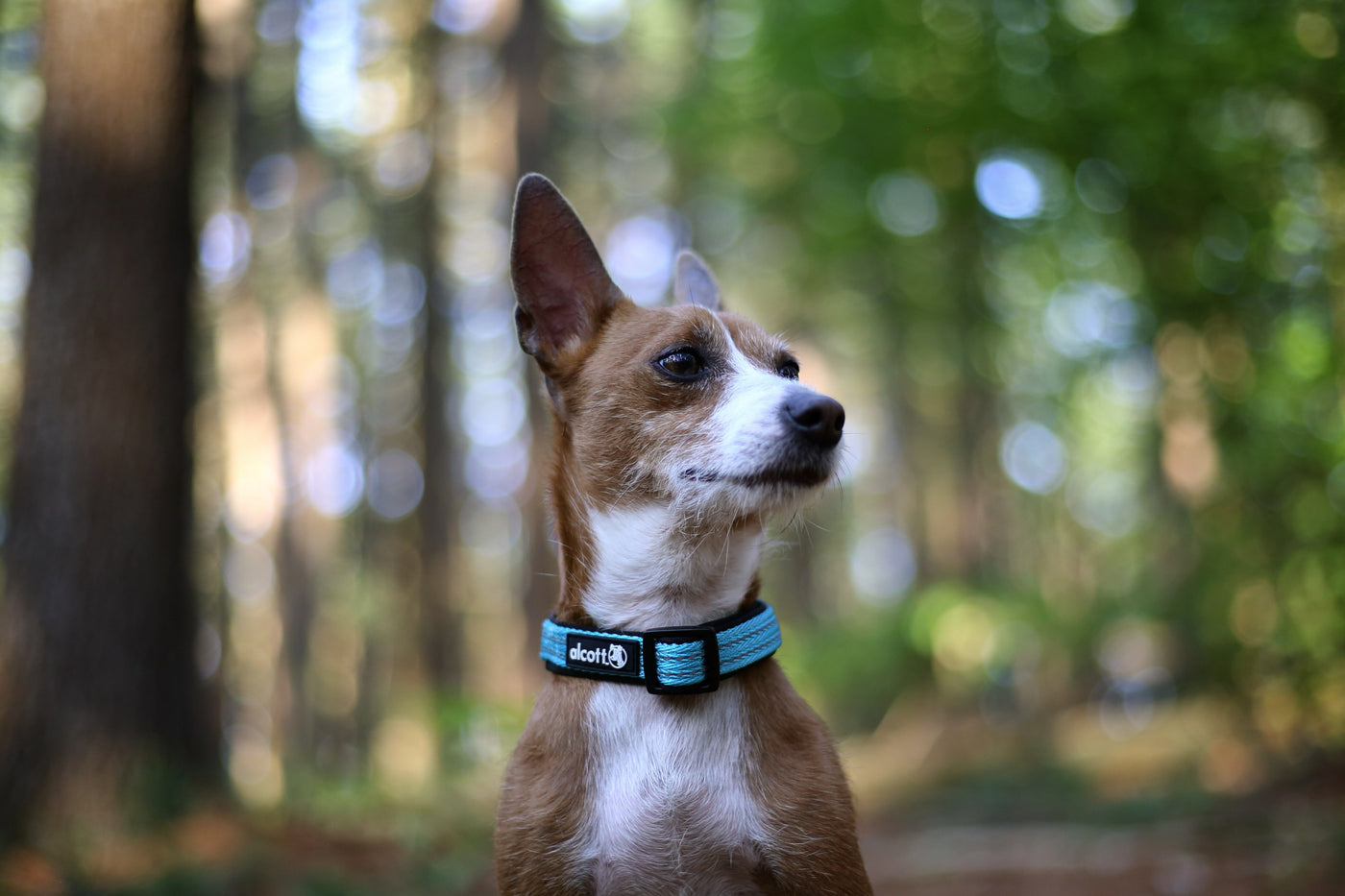 Alcott Reflective Dog Collar