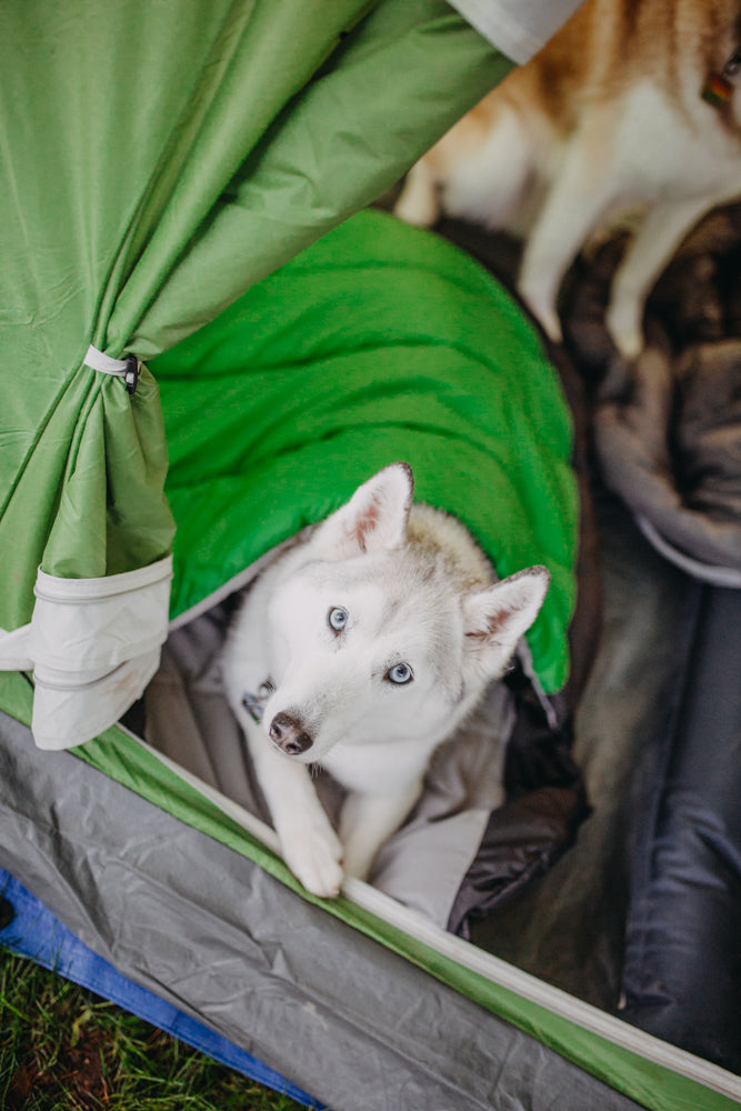 Explorer Dog Sleeping Bag by Alcott – Keep Doggie Safe