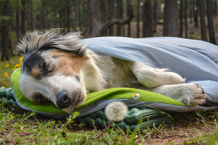 Explorer Dog Sleeping Bag by Alcott – Keep Doggie Safe