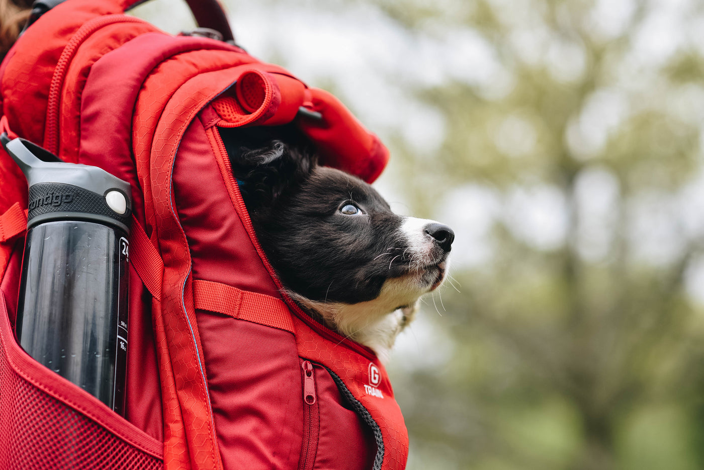 Kurgo G-Train Dog Carrier Backpack