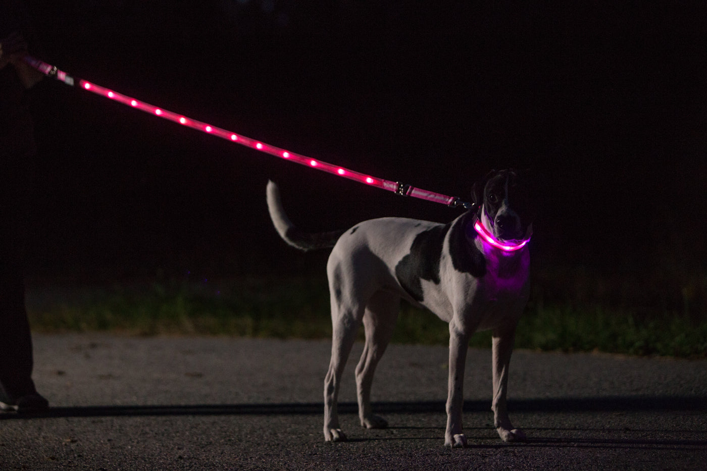 Nite Beams LED USB Rechargeable Lighted Dog Leash