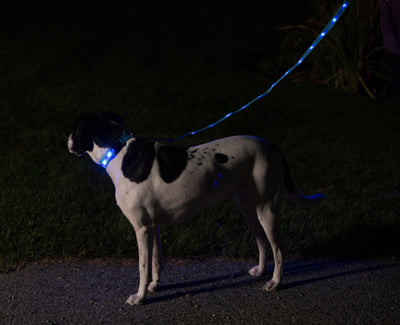 Nite Beams LED Lighted Dog Leash