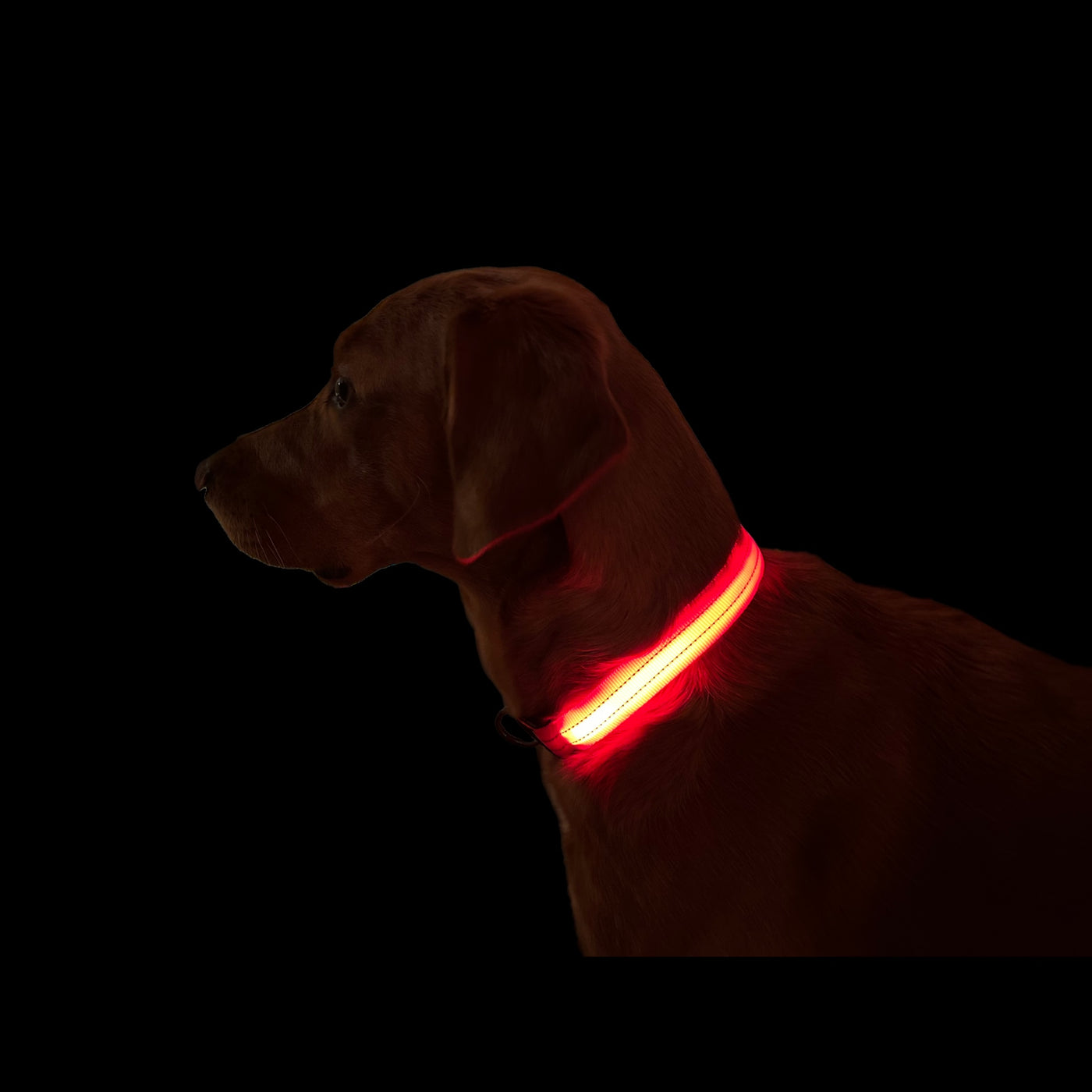 Rechargeable LED Lighted Dog Collar - Three Light Modes, Water Resistant