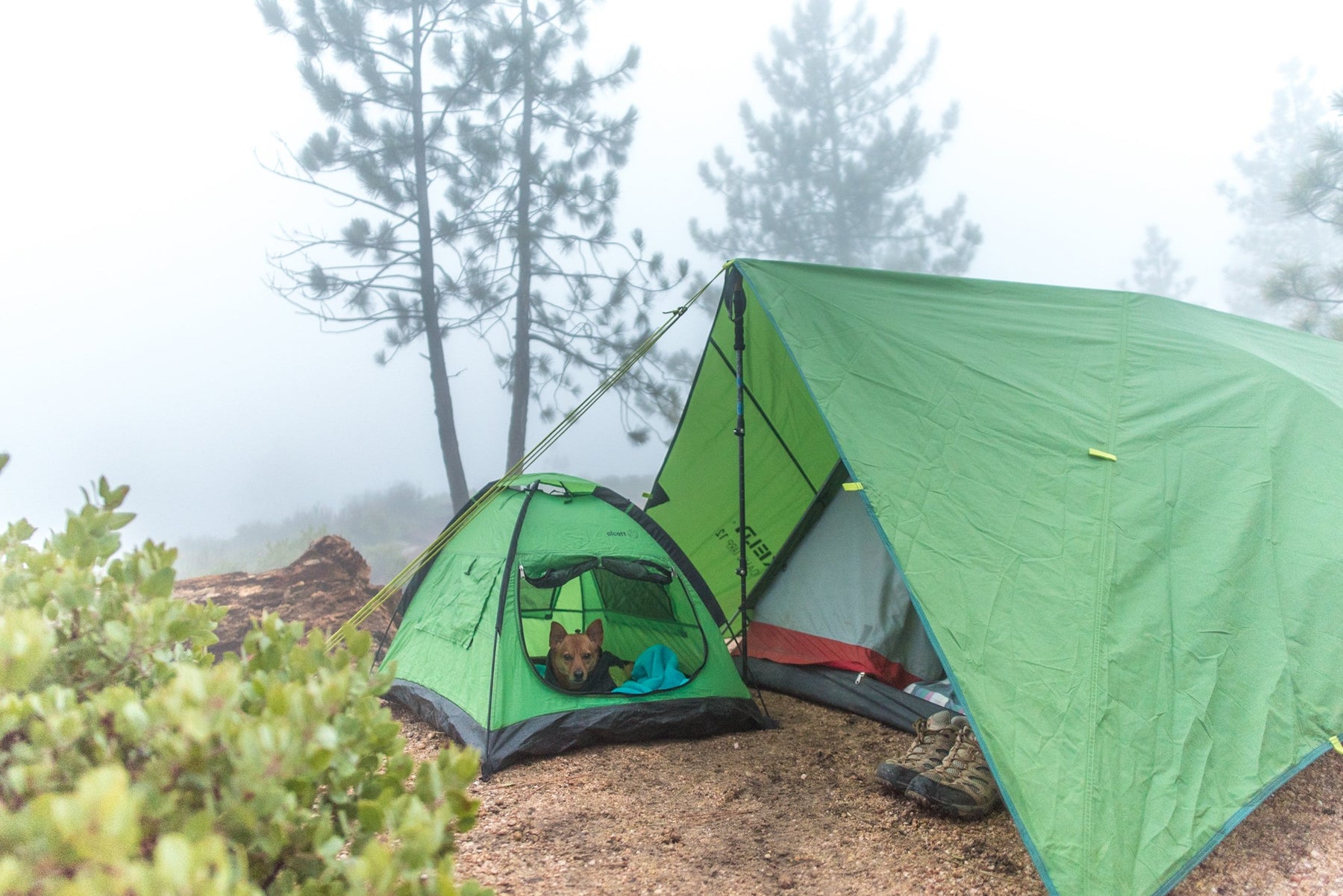 Explorer Pup Tent – Keep Doggie Safe