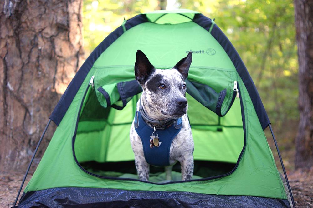 Alcott dog deals tent