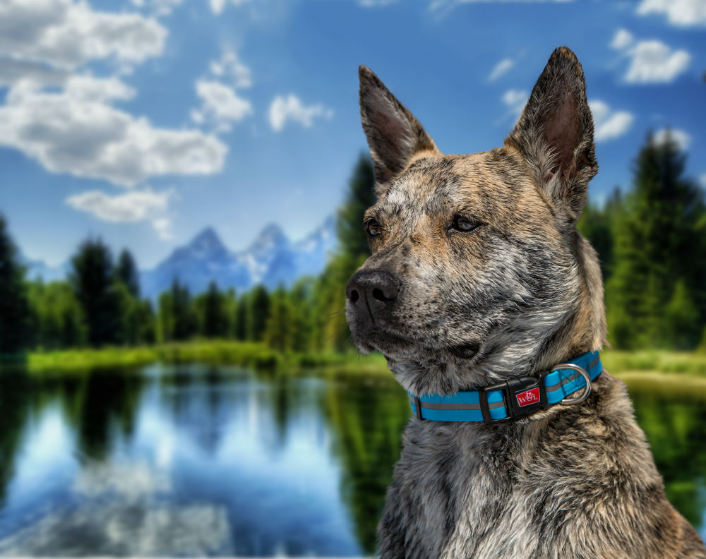 Wigzi Waterproof Reflective Dog Collar