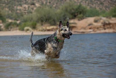Wigzi Waterproof Reflective Dog Collar