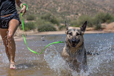 Wigzi Waterproof Dog Leash