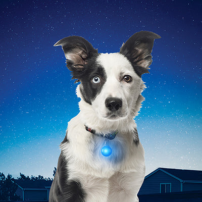 Nite Ize SpotLit Dog Collar Light
