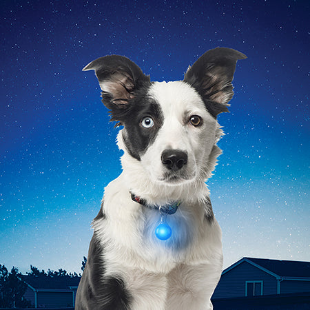 Led Light Best Dog Light Collar Light Blazin LED Super Bright USB