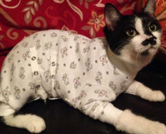 Onesies for cats after fashion surgery