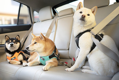 Sleepypod Clickit Terrain Crash-Tested Dog Car Harness