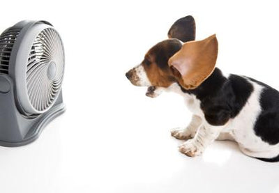 Deluxe Dog Cooling Fan | Automatically Turns On - Keep Doggie Safe