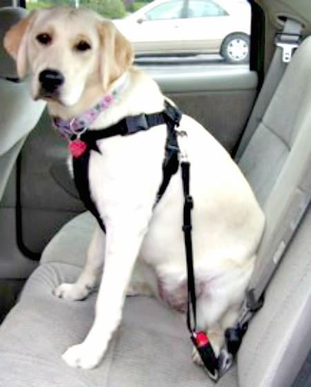 Dog Car Safety Belt - Keep Doggie Safe