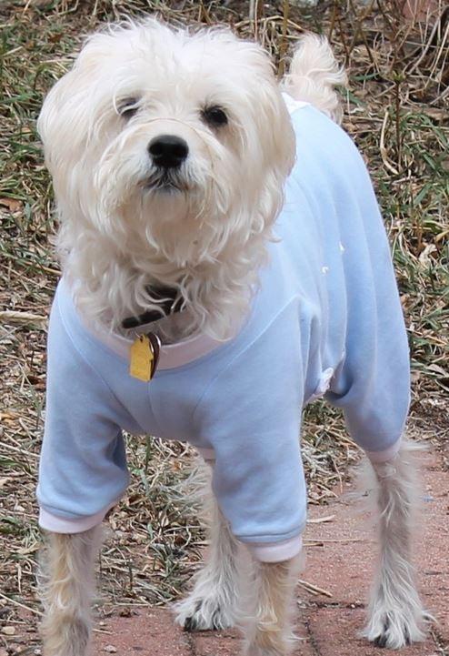 Tulane s Closet Post Surgery Dog Onesie KeepDoggieSafe Keep Doggie Safe