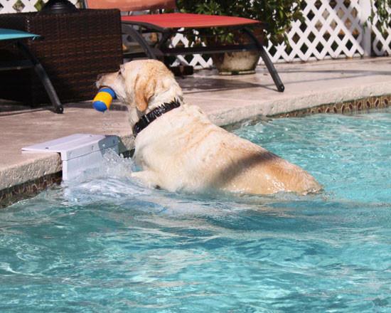 Pool Pup Ladder - Keep Doggie Safe