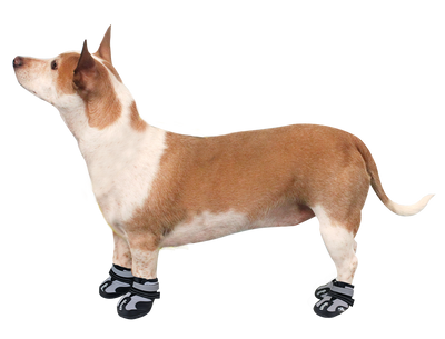 Alcott Explorer Adventure Dog Boots