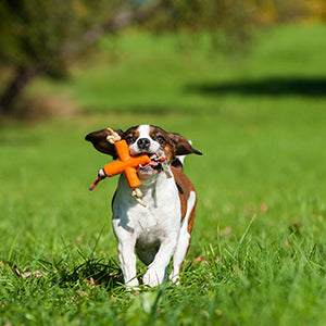 Major Dog DogX Fetch Toy
