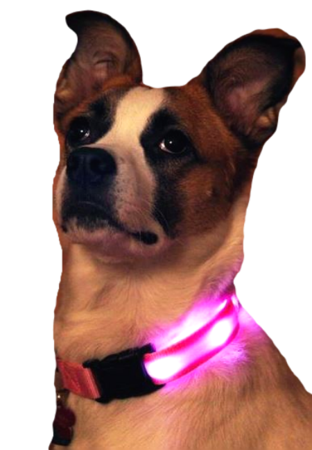 Nitebeam LED Dog Collar
