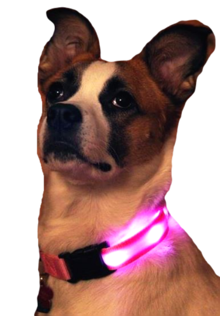 Nite beams dog collar hotsell