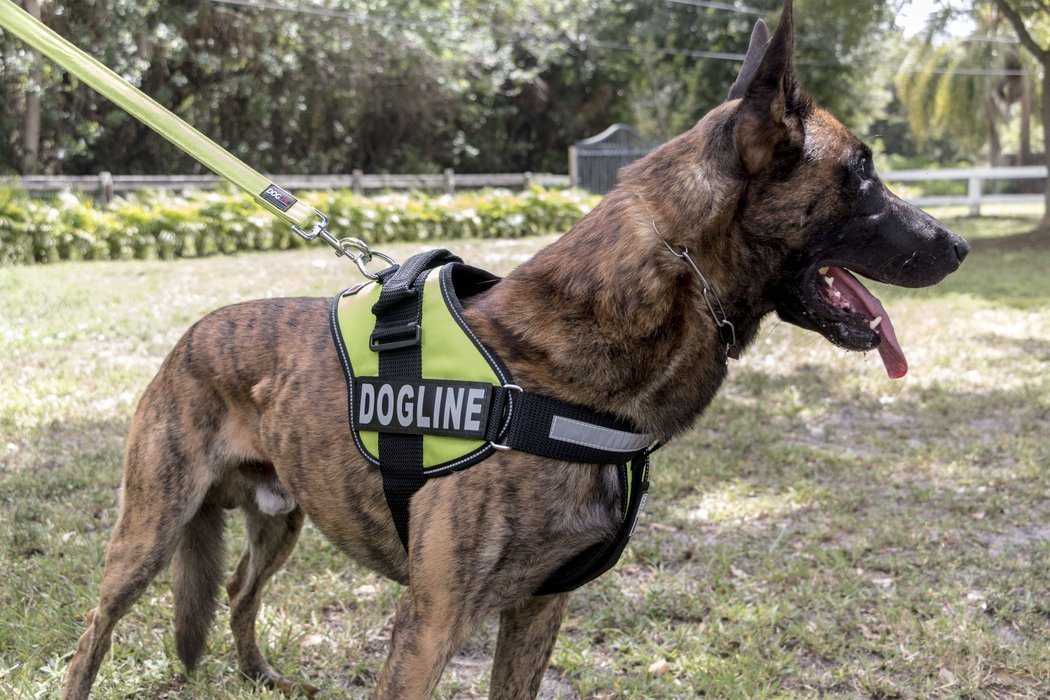 Dogline Unimax Multi-Purpose Service Dog Harness