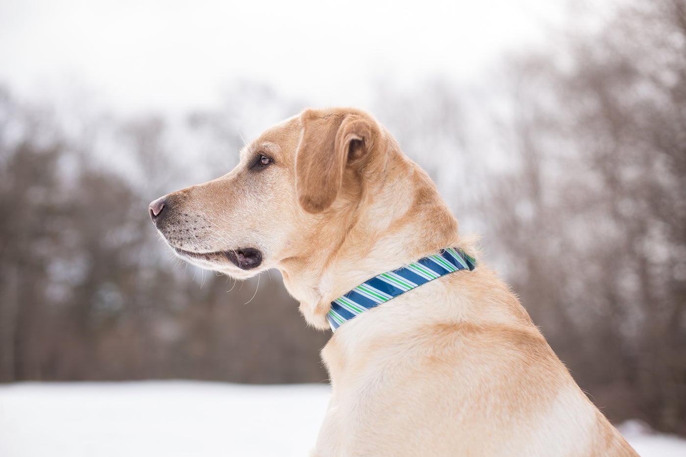 Kurgo Waterproof Muck Dog Collar
