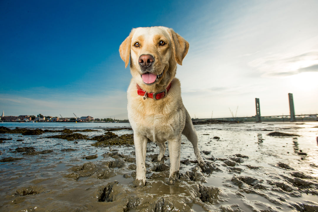 muck dog collar