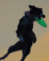 Lighted Dog Frisbee - Keep Doggie Safe