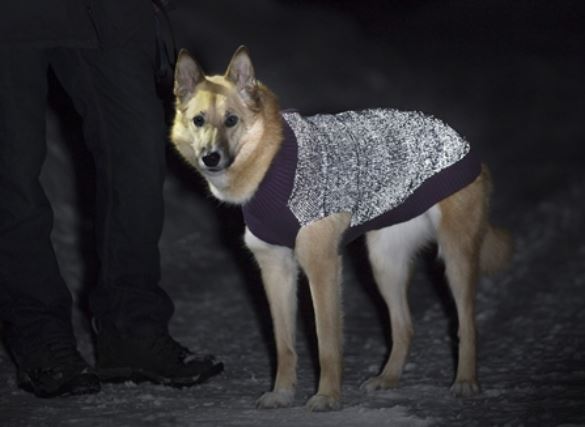 RC Pets Polaris Reflective Dog Sweater