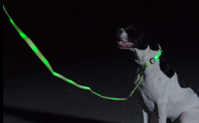 Nitebeam LED Lighted Dog Leash - Keep Doggie Safe