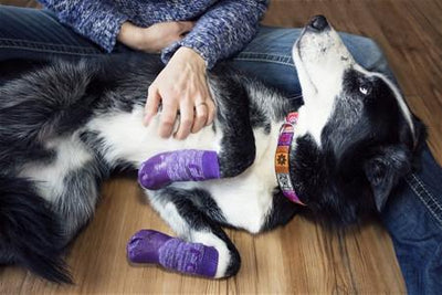 Pawks Anti-Slip Dog Socks - Keep Doggie Safe