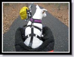 Pet Rider Bicycle Seat Lookout - Keep Doggie Safe