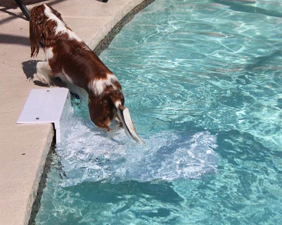 Pool Pup Ladder - Keep Doggie Safe