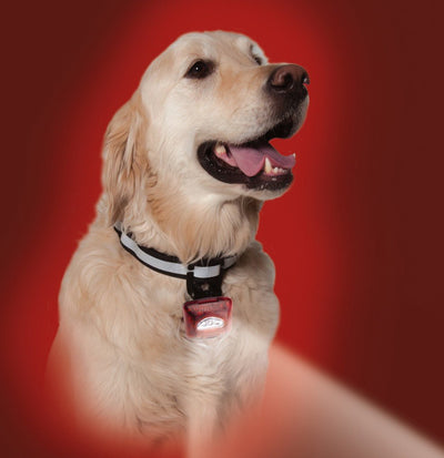 PupLight Dog Headlight - Keep Doggie Safe
