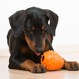 Major Dog Snack Egg Intelligence Toy